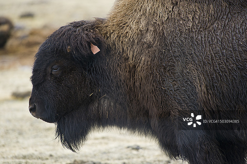 阿拉斯加州格德伍德的野牛图片素材