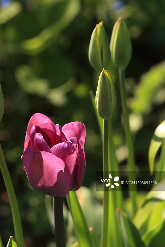 郁金香和三个花蕾图片素材