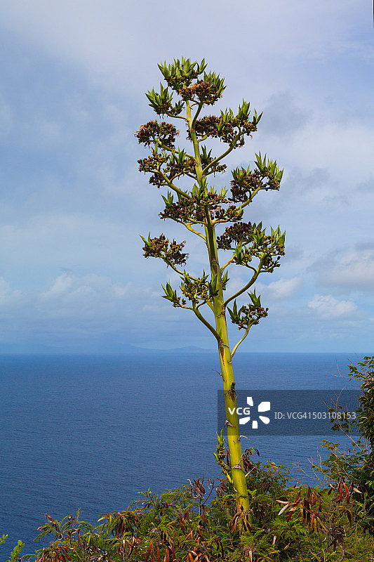 安提瓜和巴布达国花 - 匕首树图片素材