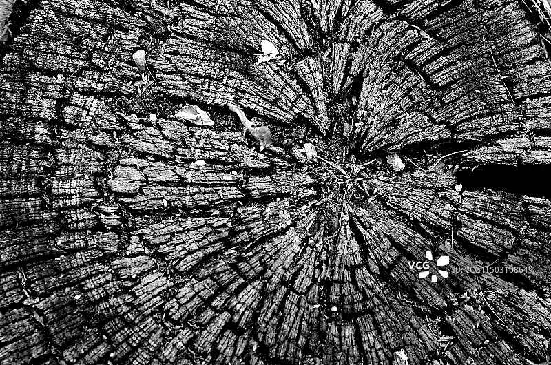 生长年轮图片素材