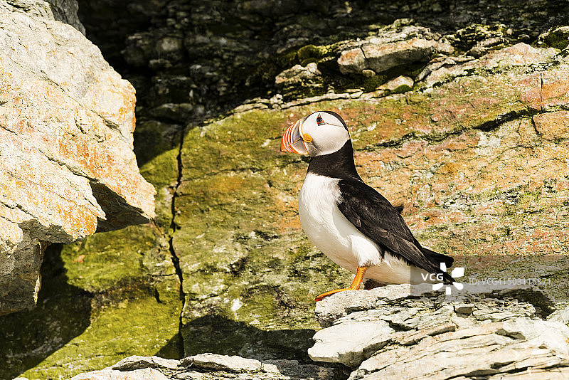 角嘴海雀图片素材