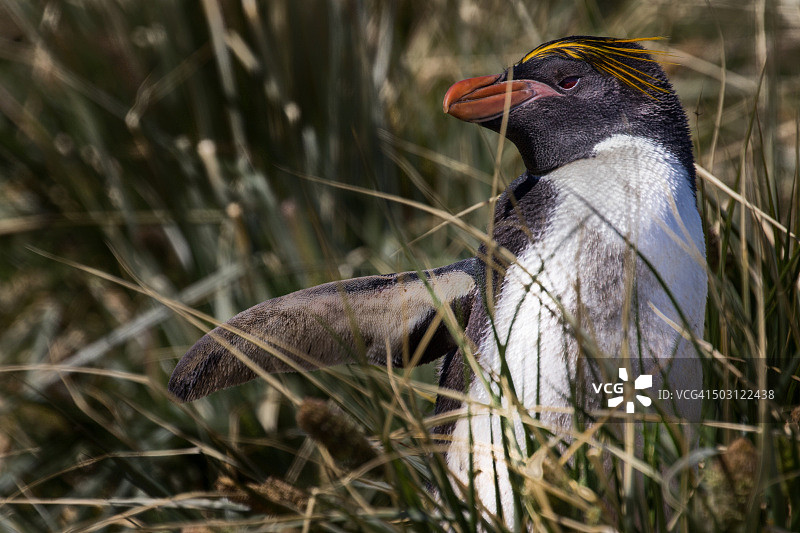 长冠企鹅图片素材