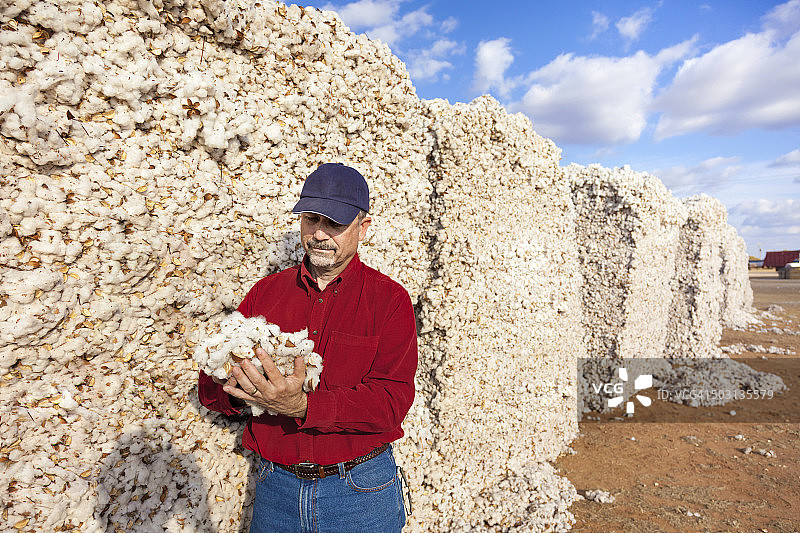 农民检查收获的棉花模块中的棉花质量图片素材