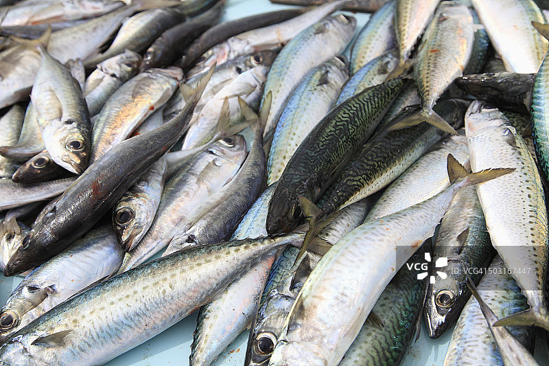 马赛老港鱼市图片素材