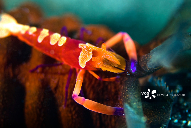 帝王虾与海参图片素材