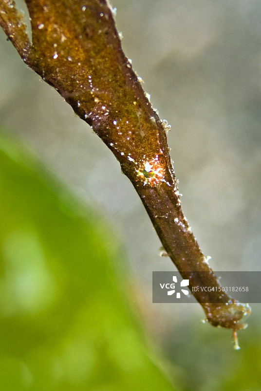 粗壮幽灵鱼或蓝鳍海龙图片素材