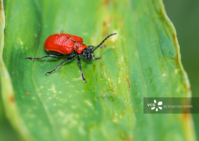 叶片上的百合叶甲图片素材