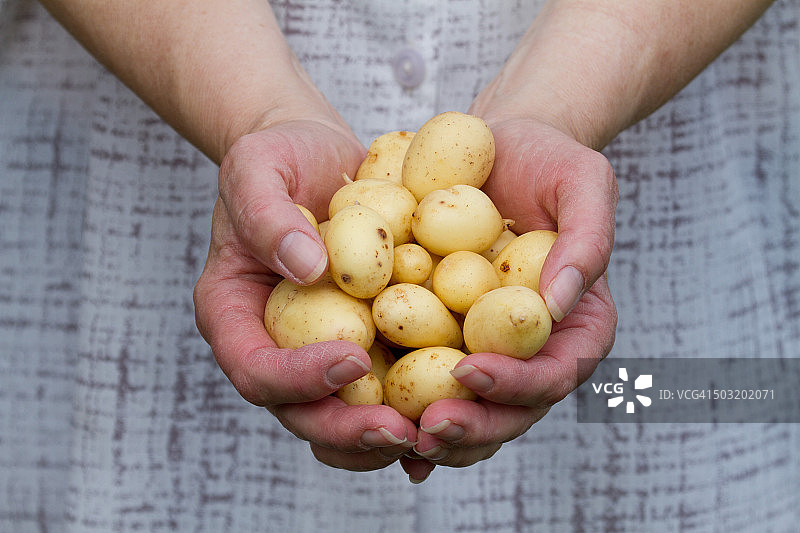 一把小土豆图片素材