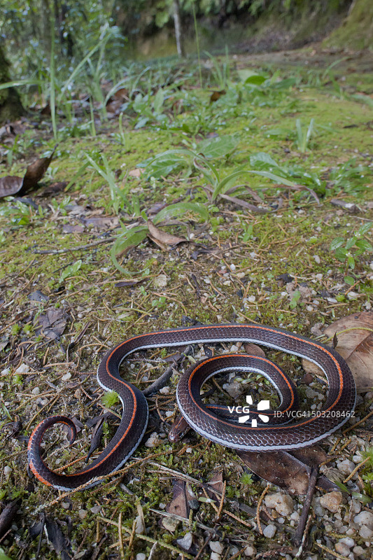 剧毒带状珊瑚蛇高ISO广角微距镜头图片素材