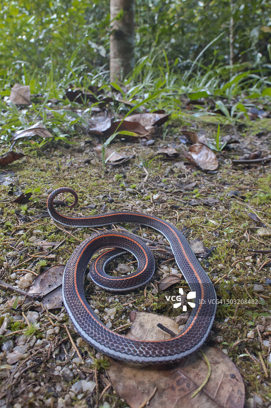 剧毒带状珊瑚蛇高ISO广角微距镜头图片素材
