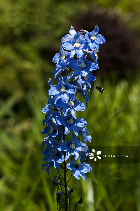 鲜花与蜜蜂图片素材