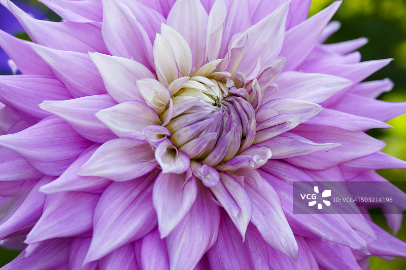 粉色花朵微距照片图片素材