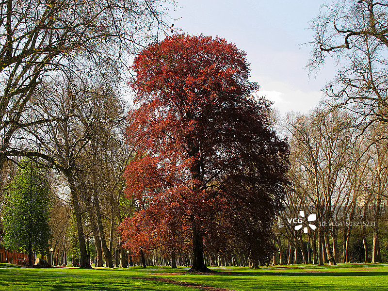 公园里的铜山毛榉图片素材