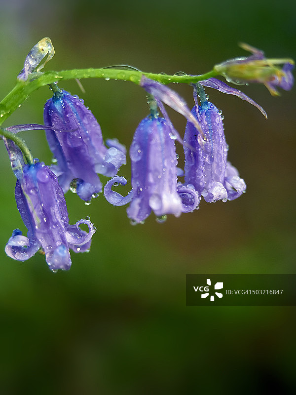蓝铃花图片素材