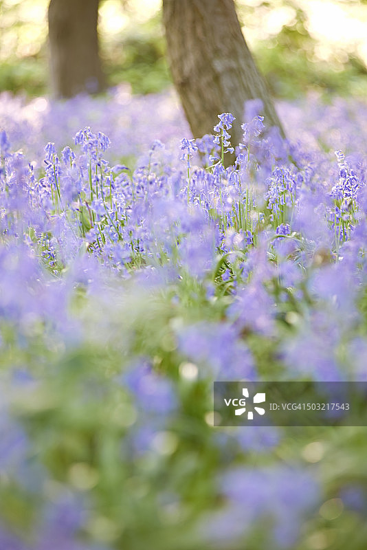 蓝铃花图片素材