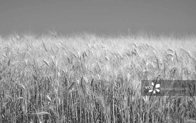 自然麦田风光图片素材