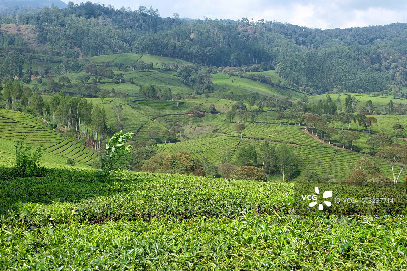 茶园图片素材