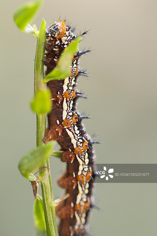 斑点豹纹蝶幼虫图片素材