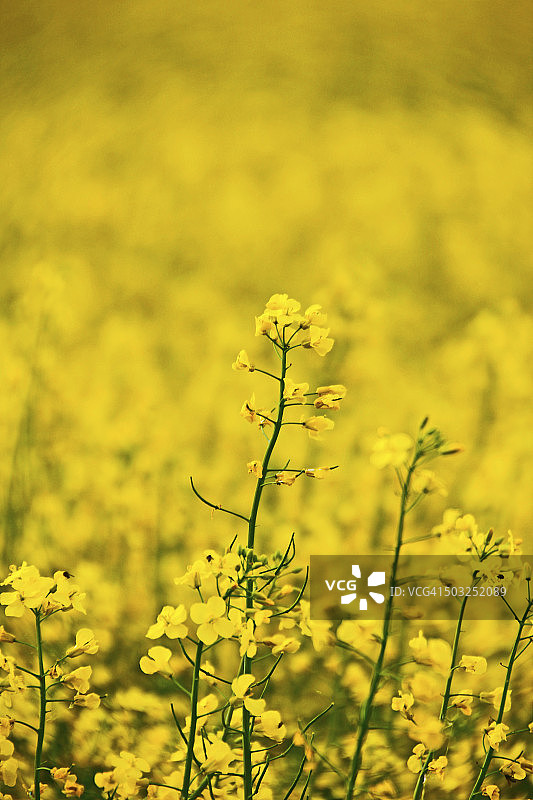 黄色卡诺拉图片素材