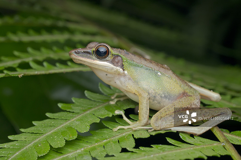 蕨类植物上的白唇树蛙微距照片图片素材