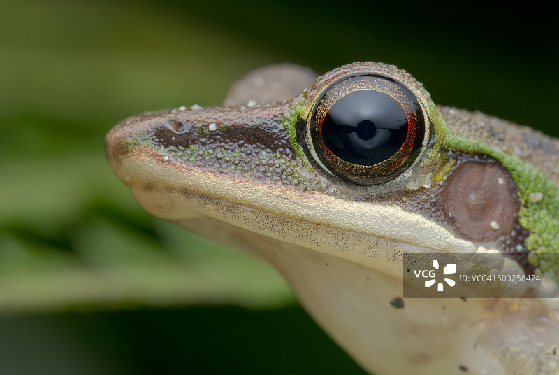 蕨类植物上白唇树蛙（Chalcorana / Hylarana labialis）的微距肖像照片图片素材