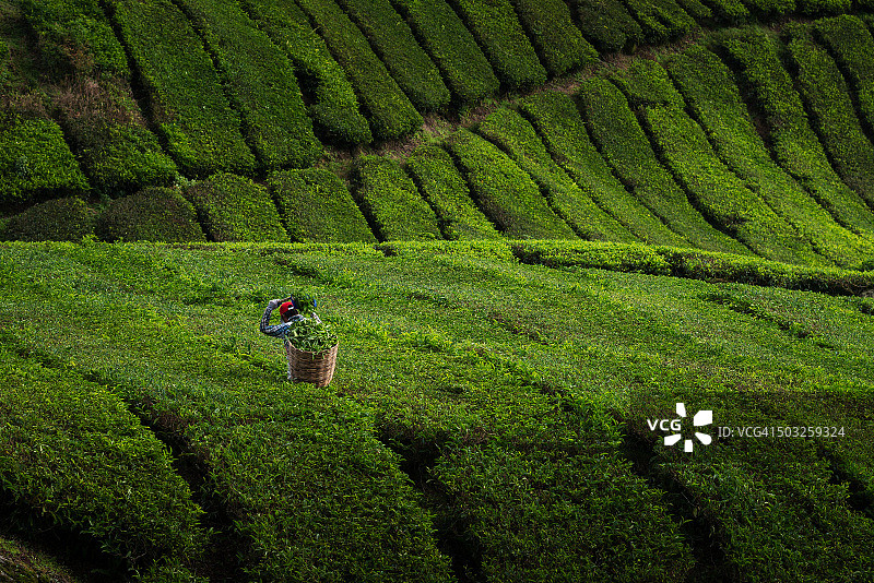 工人采摘茶叶图片素材