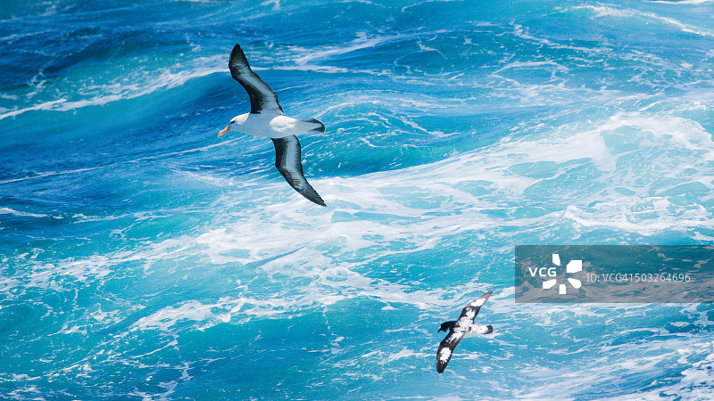 南海上的苍蝇图片素材