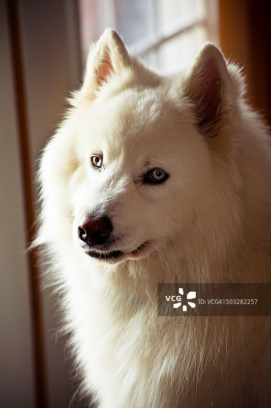 萨莫耶德人的狗图片素材