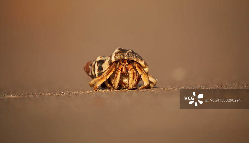 澳大利亚陆寄居蟹海滩写真图片素材
