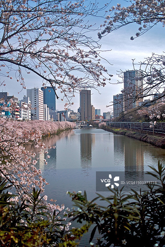 东京之春图片素材