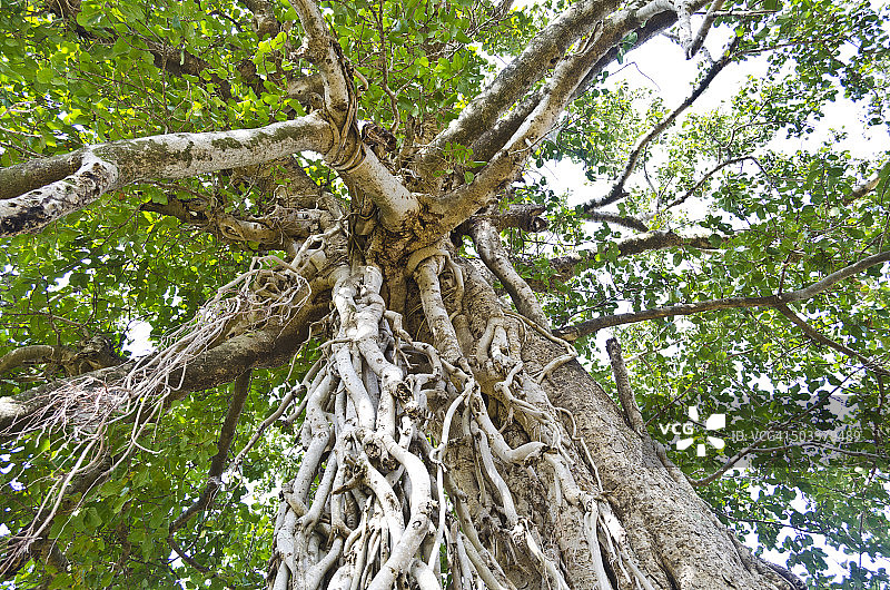 印度的菩提树或榕树图片素材
