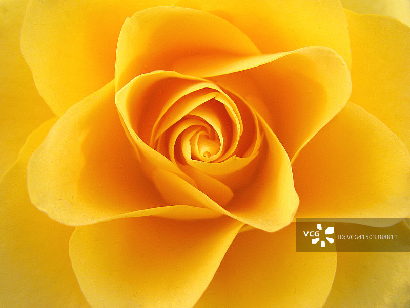 黄金比例图片素材