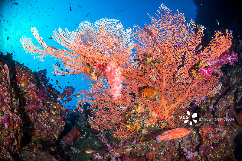 珊瑚礁中的彩色柳珊瑚海扇图片素材