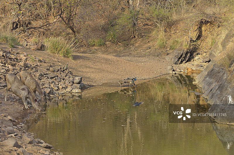 水鹿与老虎图片素材