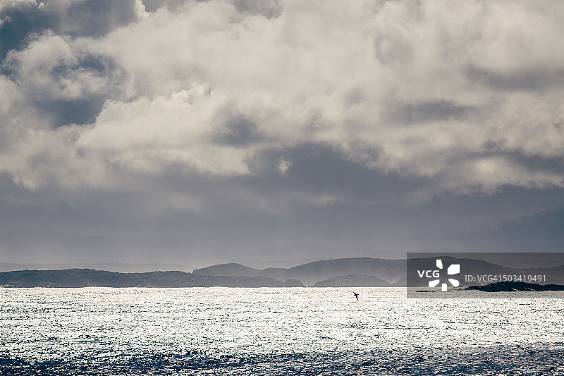 斯图尔特岛东海岸的海鸟图片素材