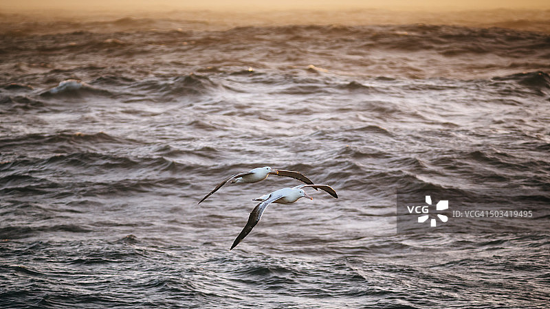南方皇家信天翁飞越南冰洋图片素材