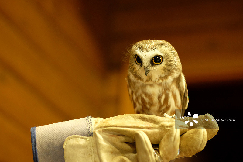 把你捧在手心里——里士满自然公园图片素材