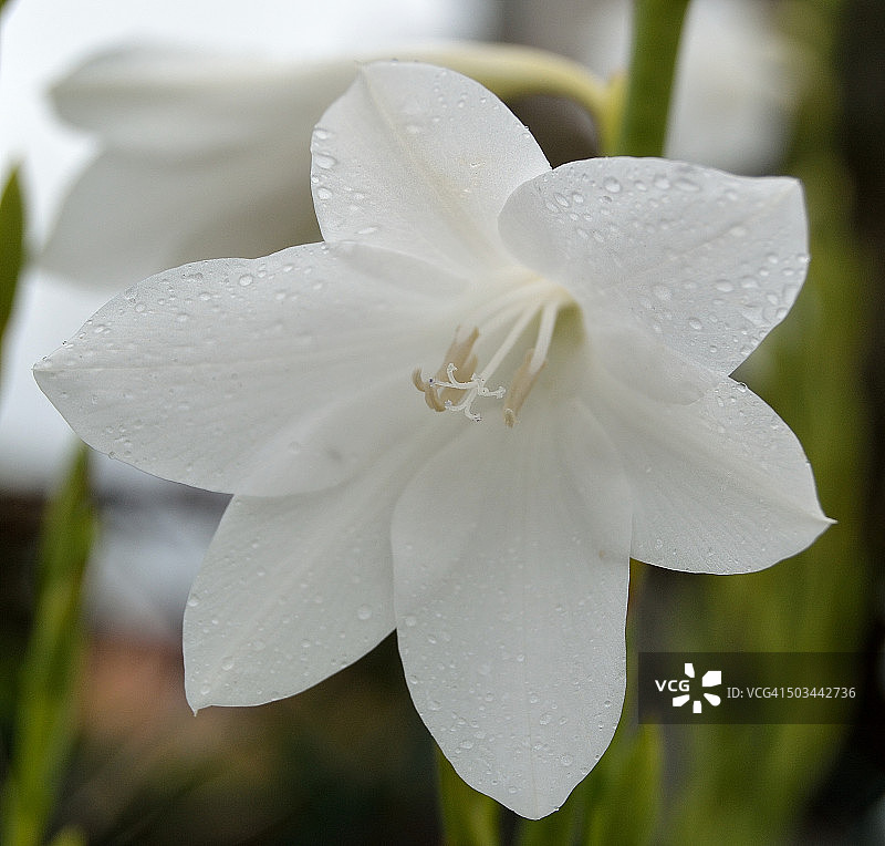 白色花朵图片素材