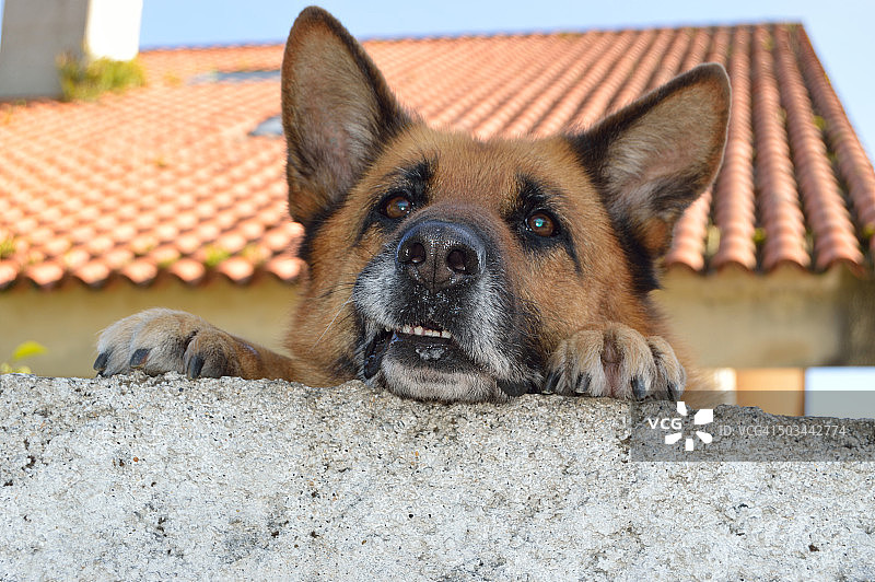 小狗把头靠在墙上图片素材