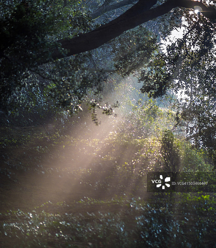 照亮阳光图片素材