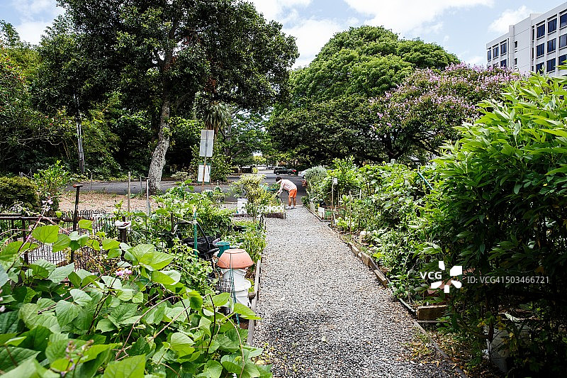 城市园艺图片素材
