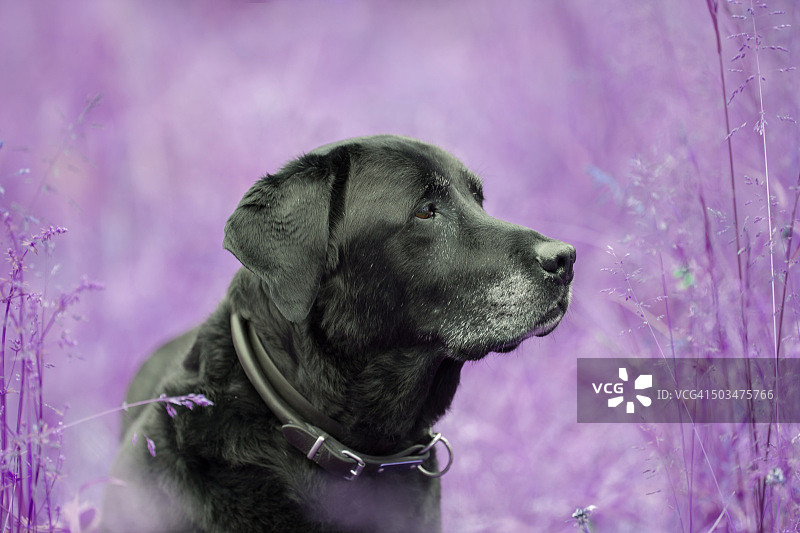 变异自然中黑色拉布拉多的肖像图片素材