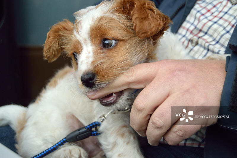 小狗咬手指图片素材