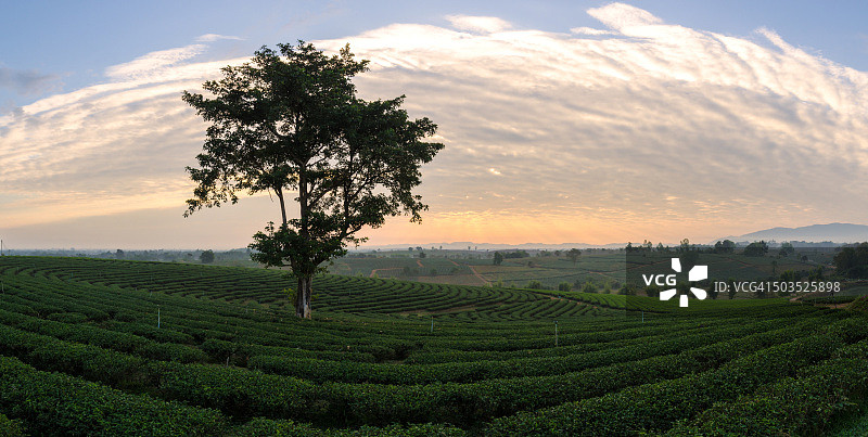 清晨的茶园全景图片素材