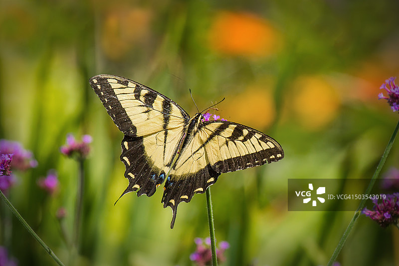 虎凤蝶图片素材
