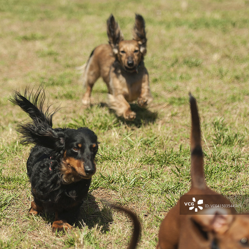 腊肠犬赛跑图片素材