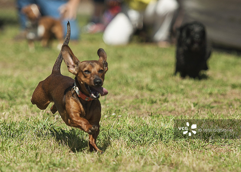 腊肠犬赛跑图片素材