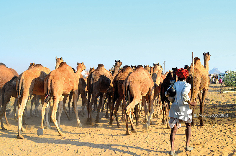 印度拉贾斯坦邦普什卡骆驼集市图片素材