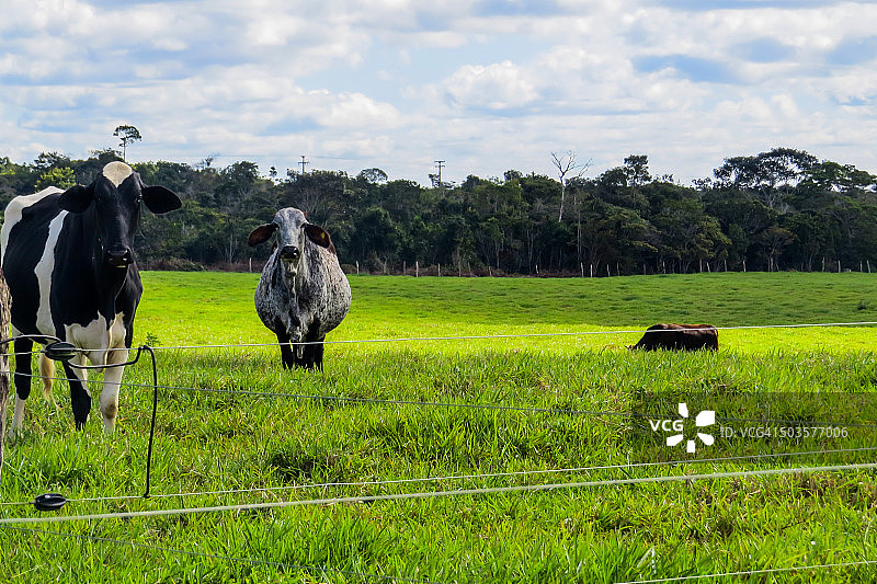 吃草的奶牛图片素材