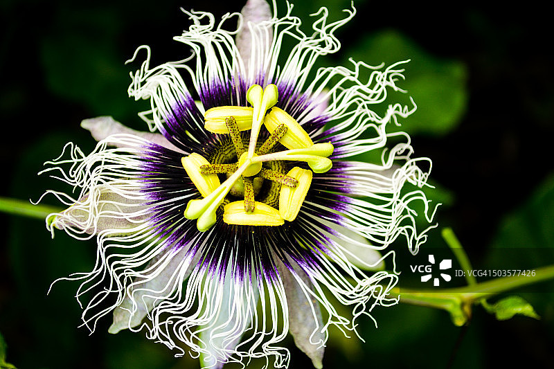 西番莲花图片素材